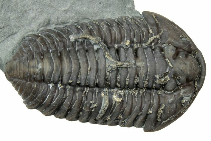 Prone Flexicalymene Trilobite with Pyrite - Mt Orab, Ohio #347286